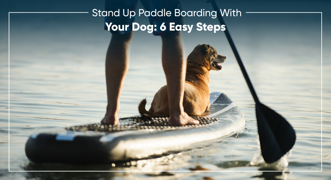 Stand Up Paddle Boarding With Your Dog: 6 Easy Steps